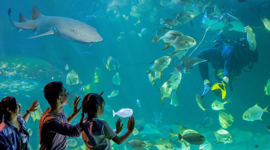 angkor-wildlife-Aquarium.jpg