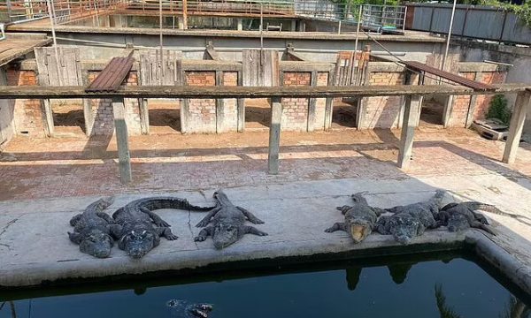 crocodile-1.jpg