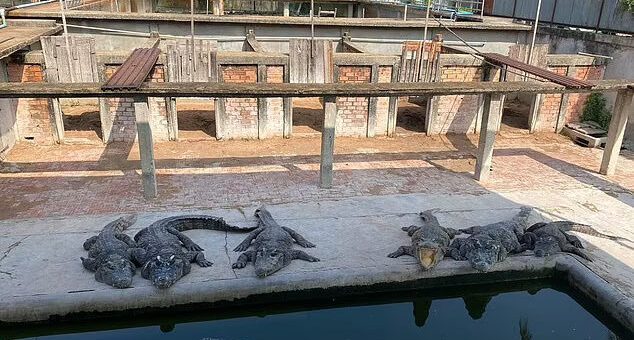 crocodile-1.jpg